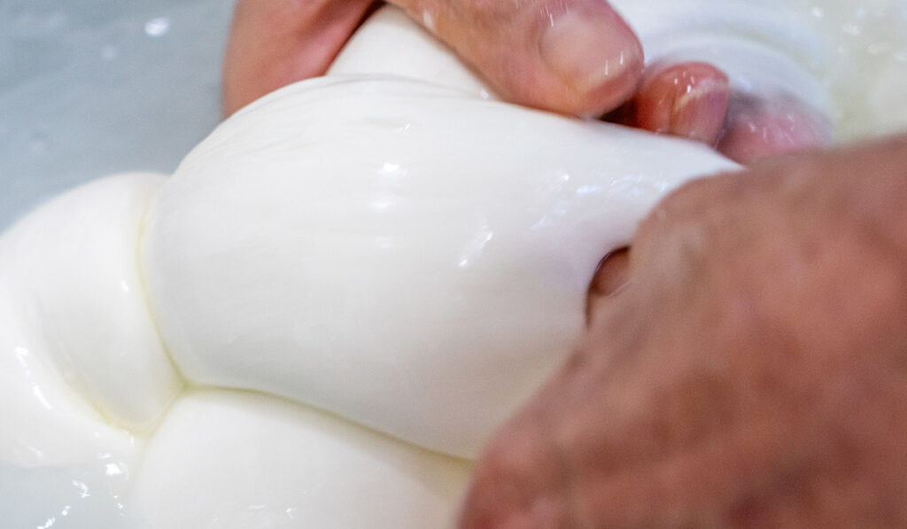 mozzarella di bufala