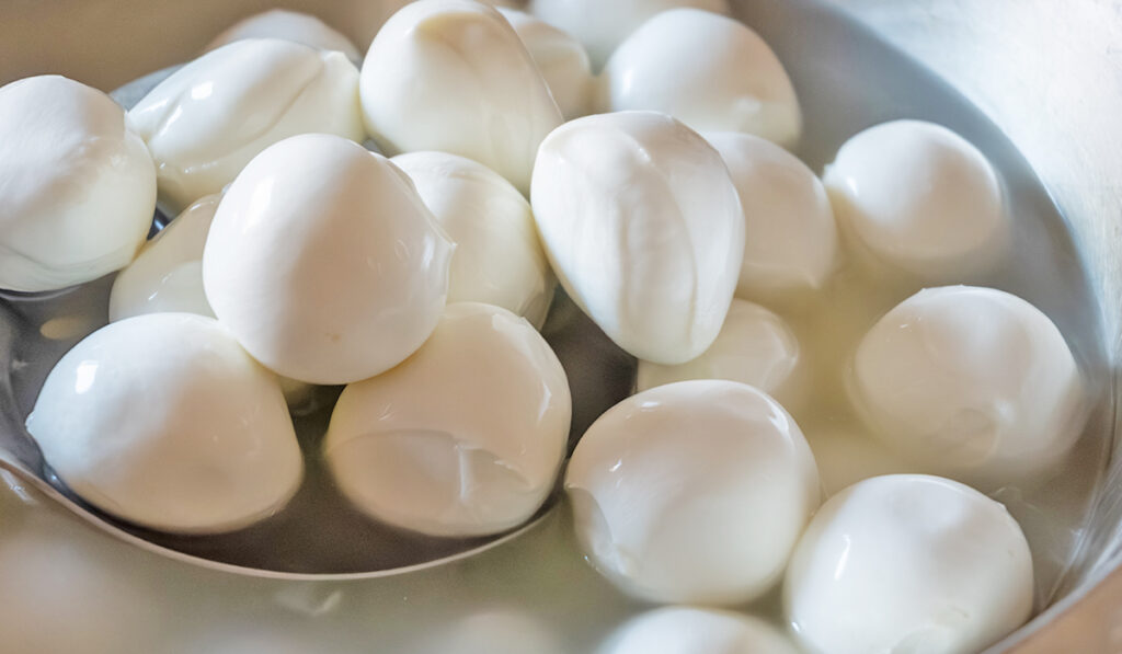 mozzarella di bufala